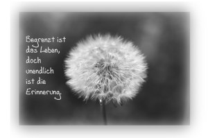 Löwenzahn verblüht