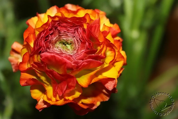 bloomy